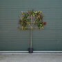 Lei glansmispel 1,2 meter
